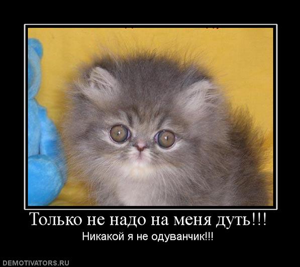 235844_tolko-ne-nado-na-menya-dut.jpg
