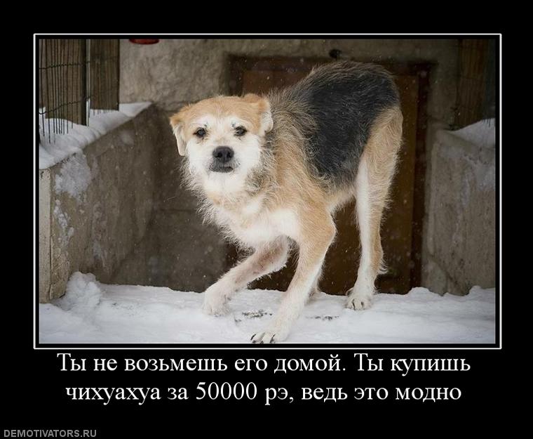 84938_tyi-ne-vozmesh-ego-domoj-tyi-kupish-chihuahua-za-50000-re-ved-eto-modno.jpg