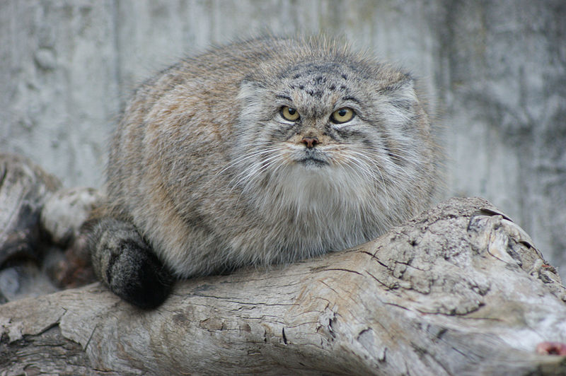 800px-Manul_close.jpg
