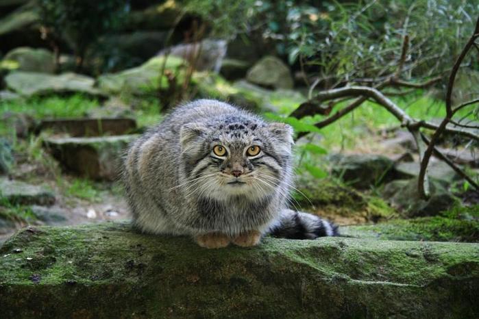 manul.jpg