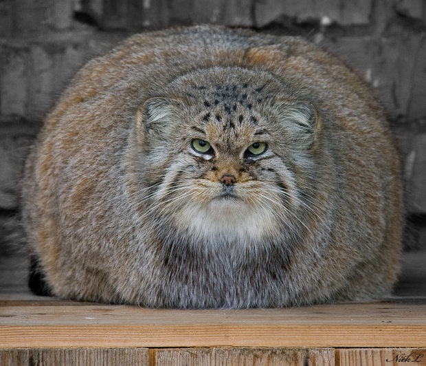 manul_01.jpg