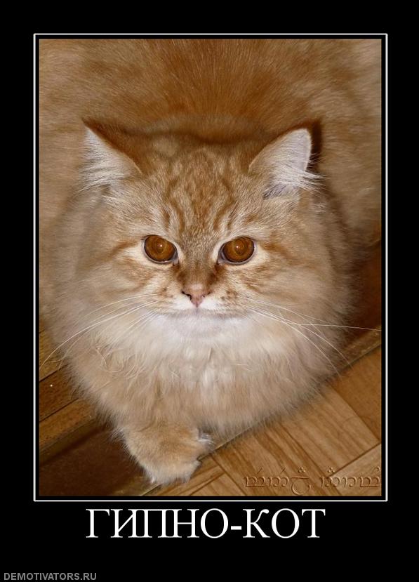 256268_gipno-kot.jpg