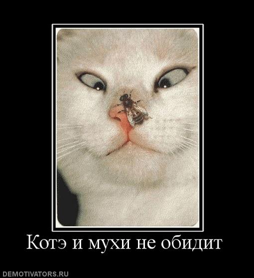 472785_kote-i-muhi-ne-obidit.jpg