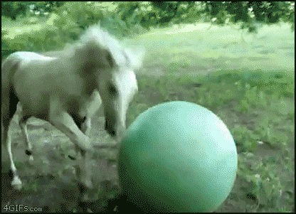 ball-horse_f1e3edc62705e5a52d2a3cc0385446a3.gif