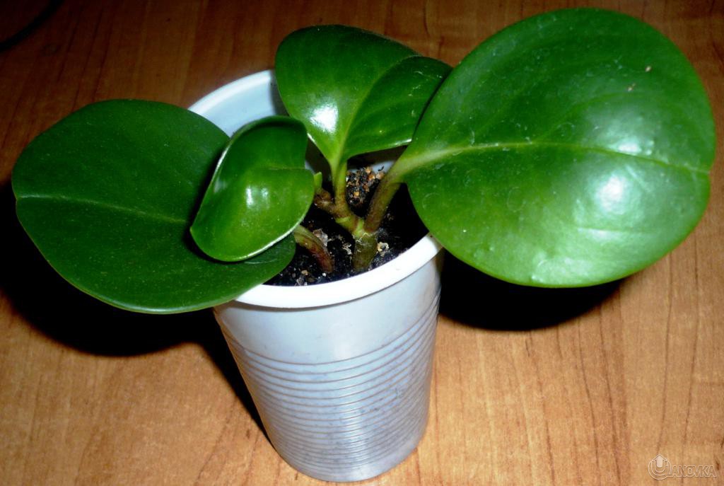 Peperomiya_tupolistnaya_moya.JPG