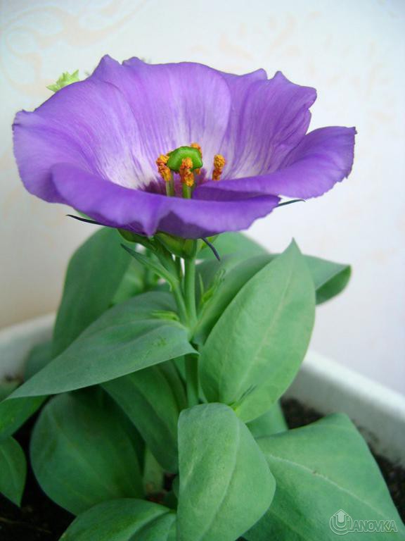 eustoma.jpg