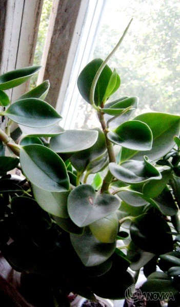 peperomiya_tupolistnaya_tsvetenie.jpg