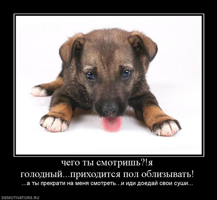 475594_chego-tyi-smotrishya-golodnyijprihoditsya-pol-oblizyivat.jpg