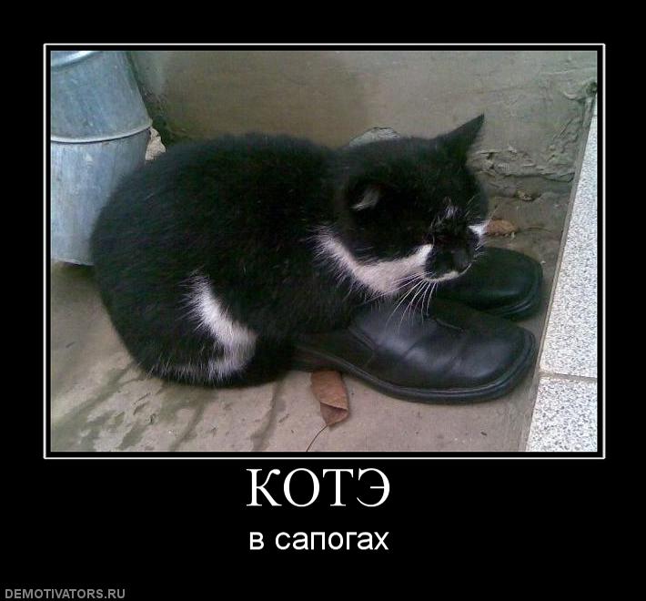 512974_kote.jpg
