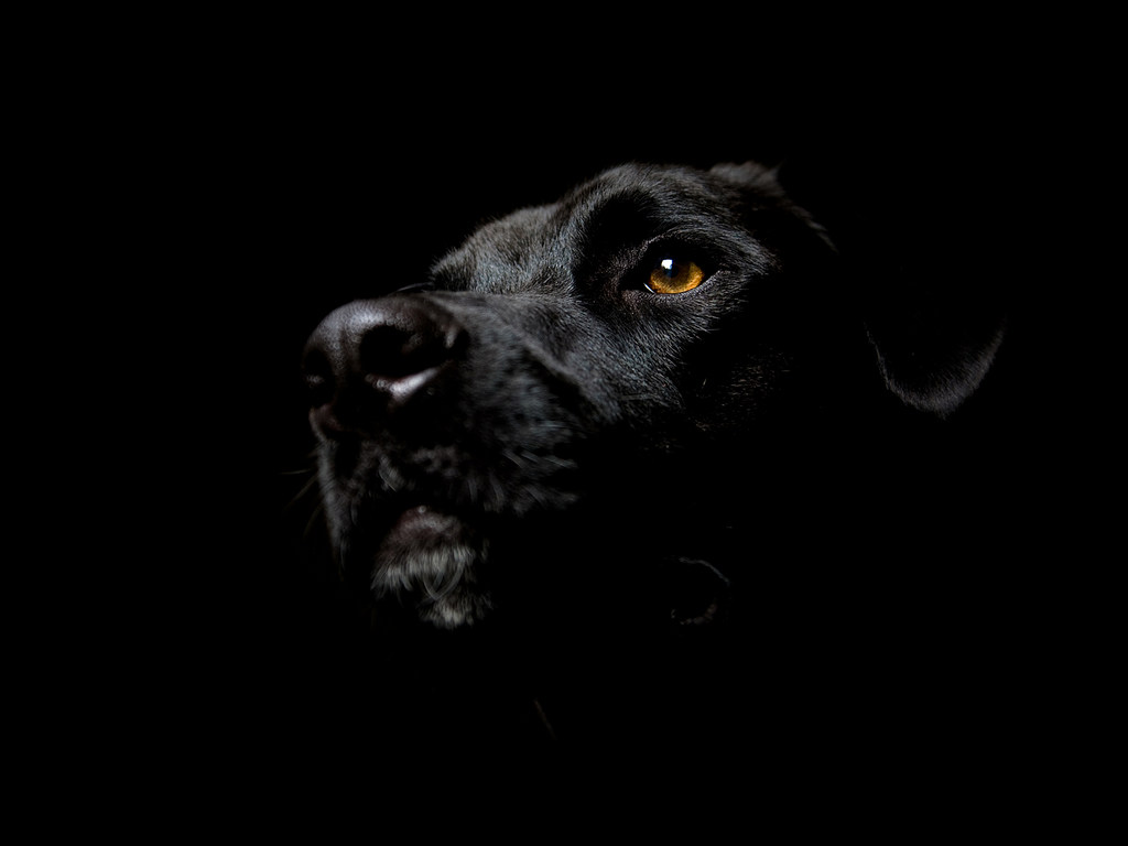 black-dog-1024.jpg