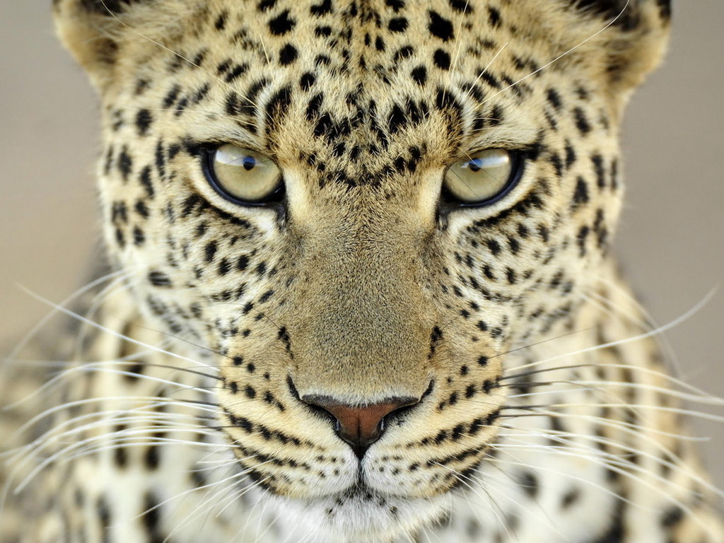 leopard-fc-1024.jpg
