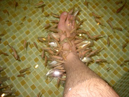 20081206_fish_reflexology_attack.jpg