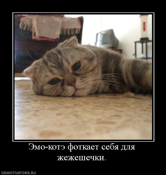 725575_emo-kote-fotkaet-sebya-dlya-zhezheshechki.jpg