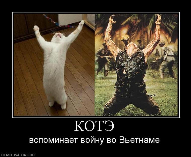 560650_kote.jpg