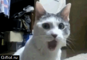 1269259657_omg_cat.gif