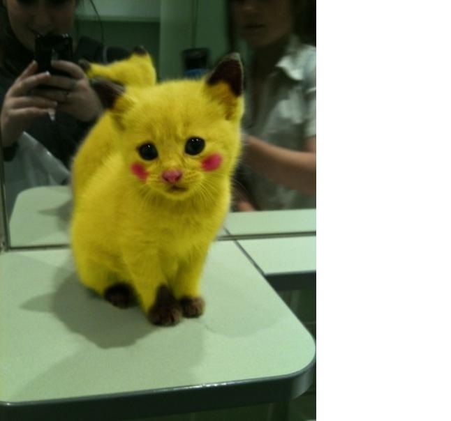 pikachu.jpg
