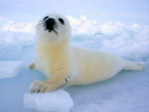 harp-seal-pup.jpg