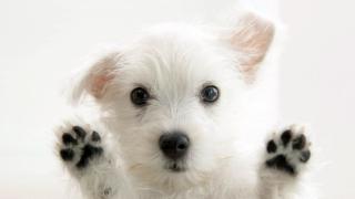 very-cute-dog-1920x1080-wallpaper-1627_thumb.jpg