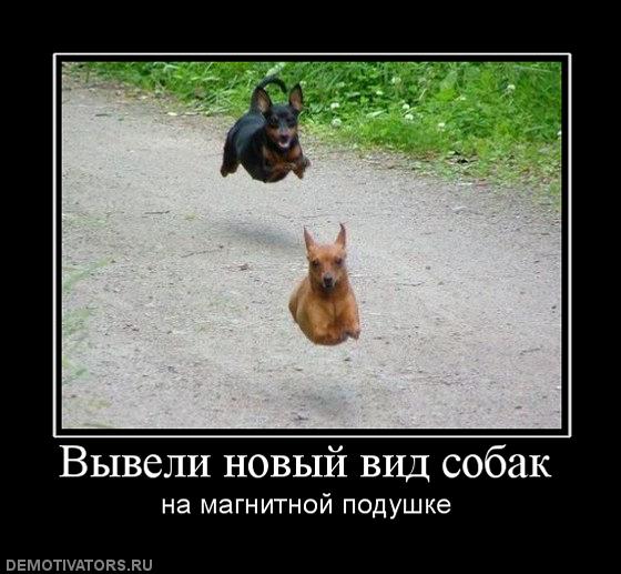 289182_vyiveli-novyij-vid-sobak.jpg