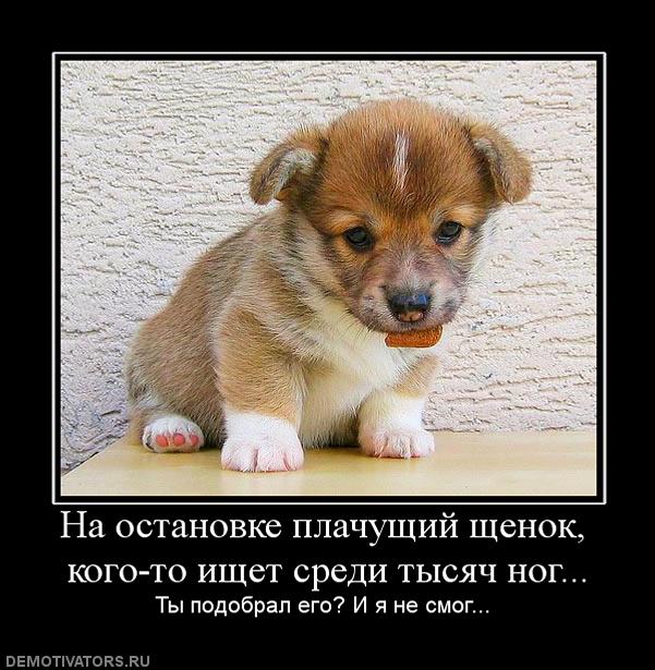 983680_na-ostanovke-plachuschij-schenok-kogo-to-ischet-sredi-tyisyach-nog.jpg