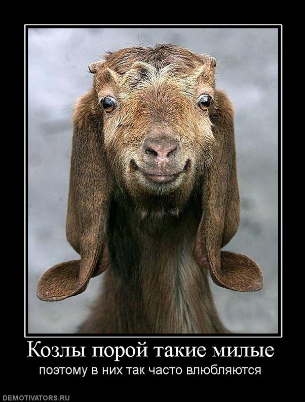 996035_kozlyi-poroj-takie-milyie.jpg