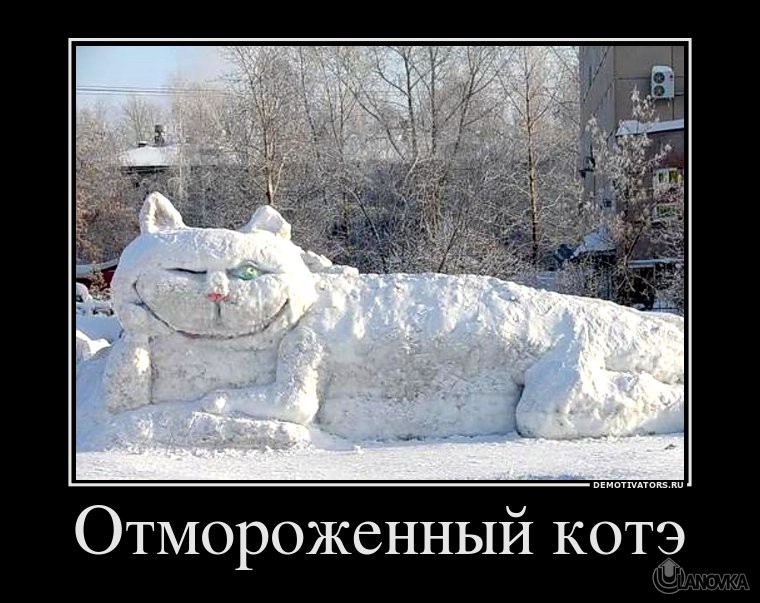 985660_otmorozhennyij-kote.jpg
