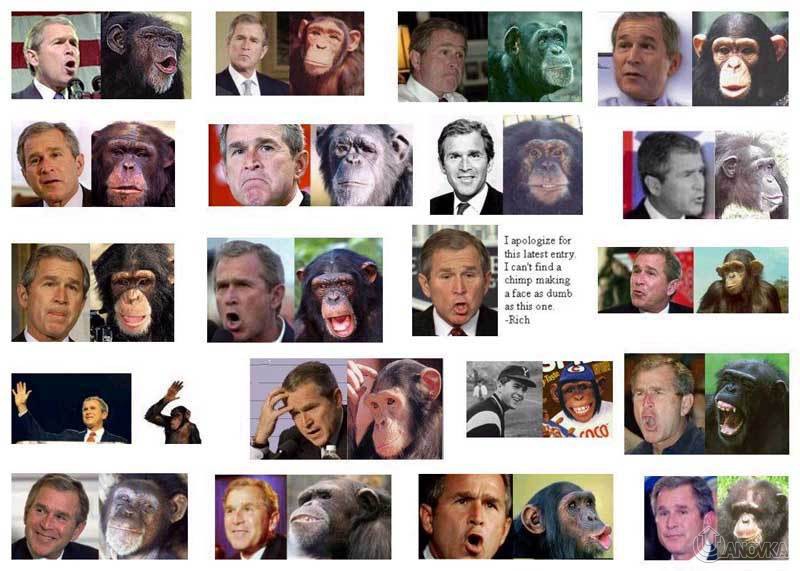 george-bush-monkey-5.jpg