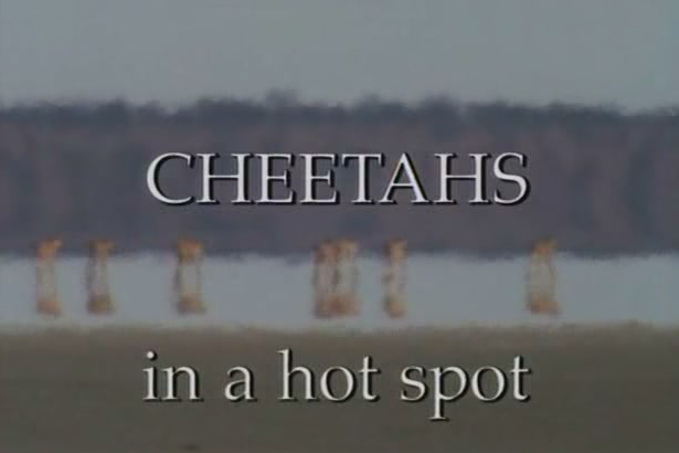 Cheetahs_in_a_hot_spot%5B%28003266%2907-11-11%5D.png