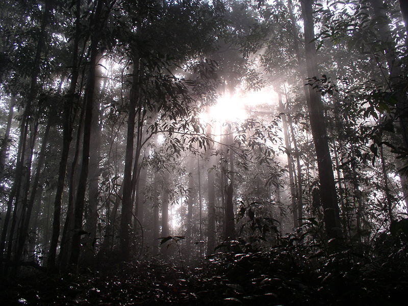 800px-Dawn_in_Borneo.jpg