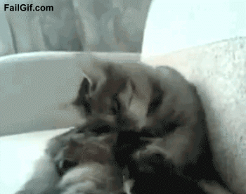 FGCatFight1_yapfiles.ru_58b36f20b9db213c1e5a61a4c2264991.gif