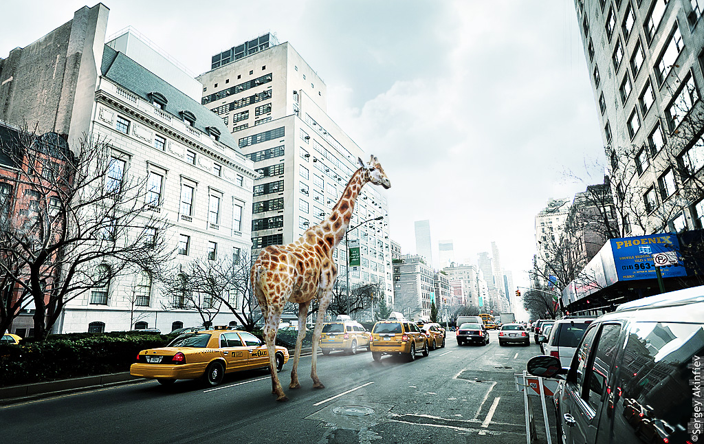 Giraffe_in_NY.jpg