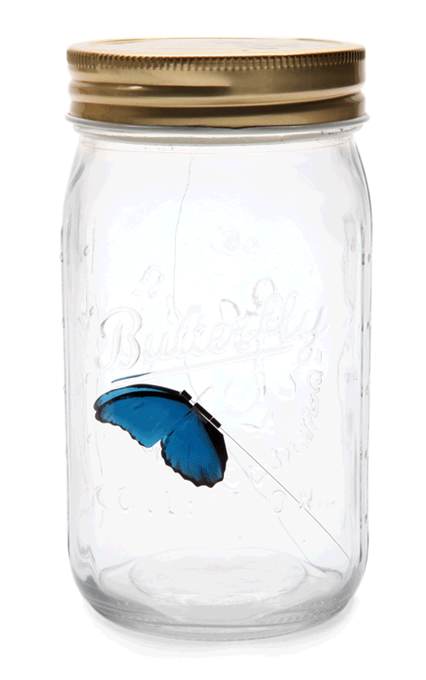 1291973039_e70c_electronic_butterfly_in_a_jar_anim.gif