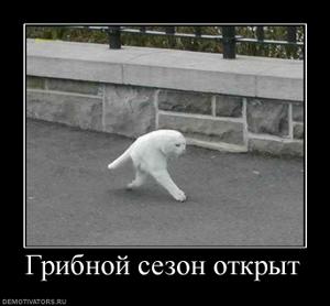 297692_gribnoj-sezon-otkryit.thumbnail.jpg