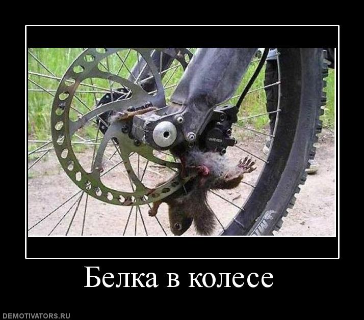 985582_belka-v-kolese.jpg