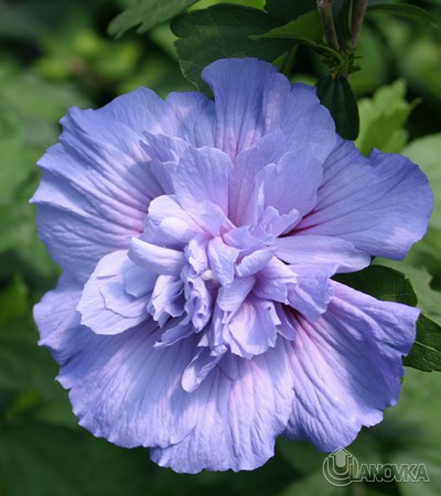 67099095_Hibiscus__Blue_Chiffon_4934lr.jpg