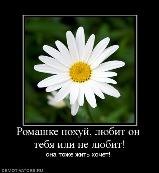 530759_romashke-pohuj-lyubit-on-tebya-ili-ne-lyubit.jpg