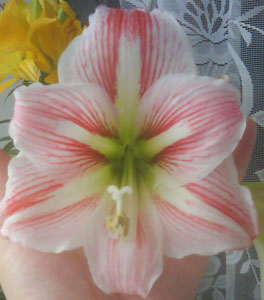 gippeastrum.JPG