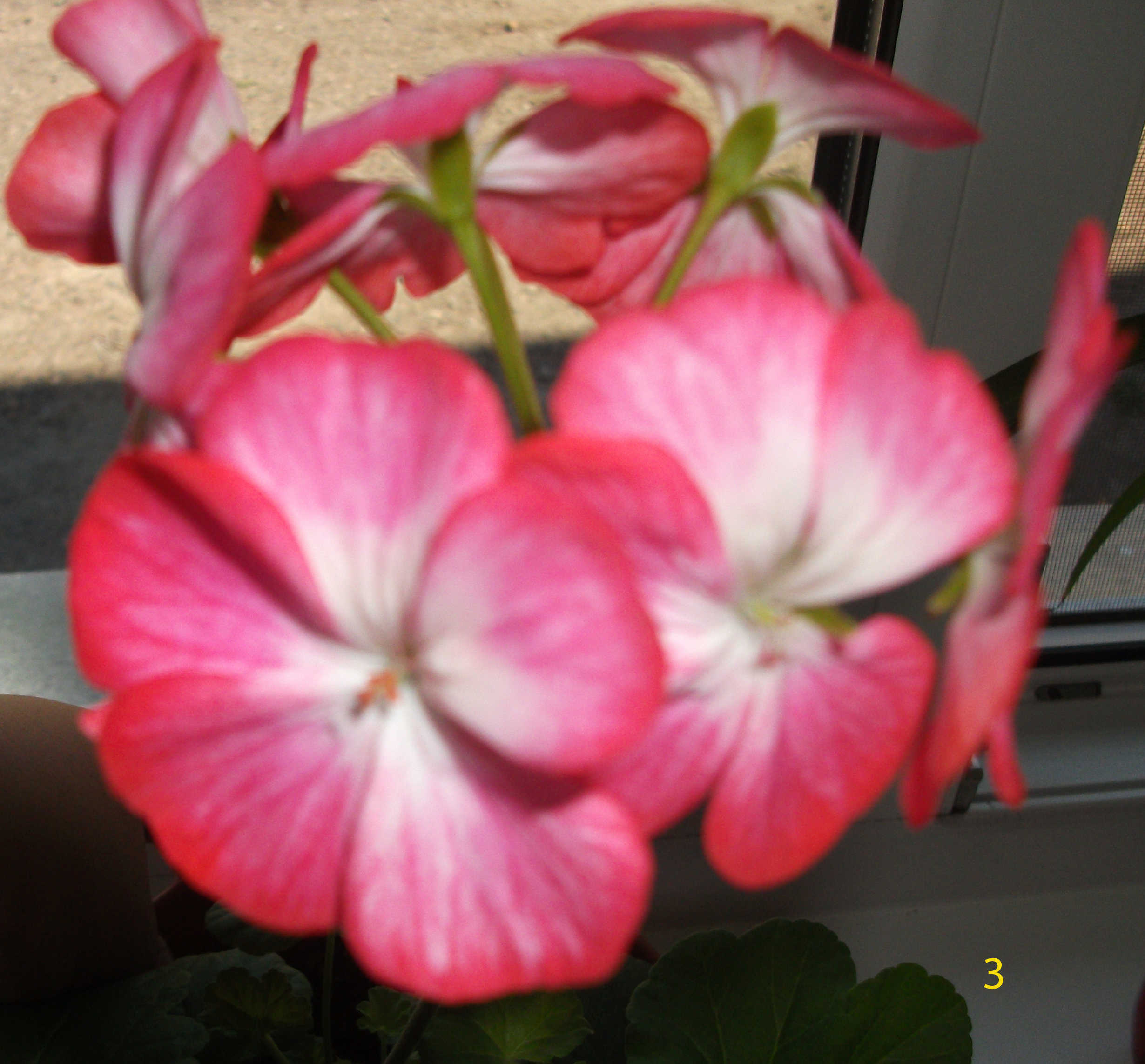 pelargoniya_prostaya_alaya_s_belyim_tsentrom.JPG