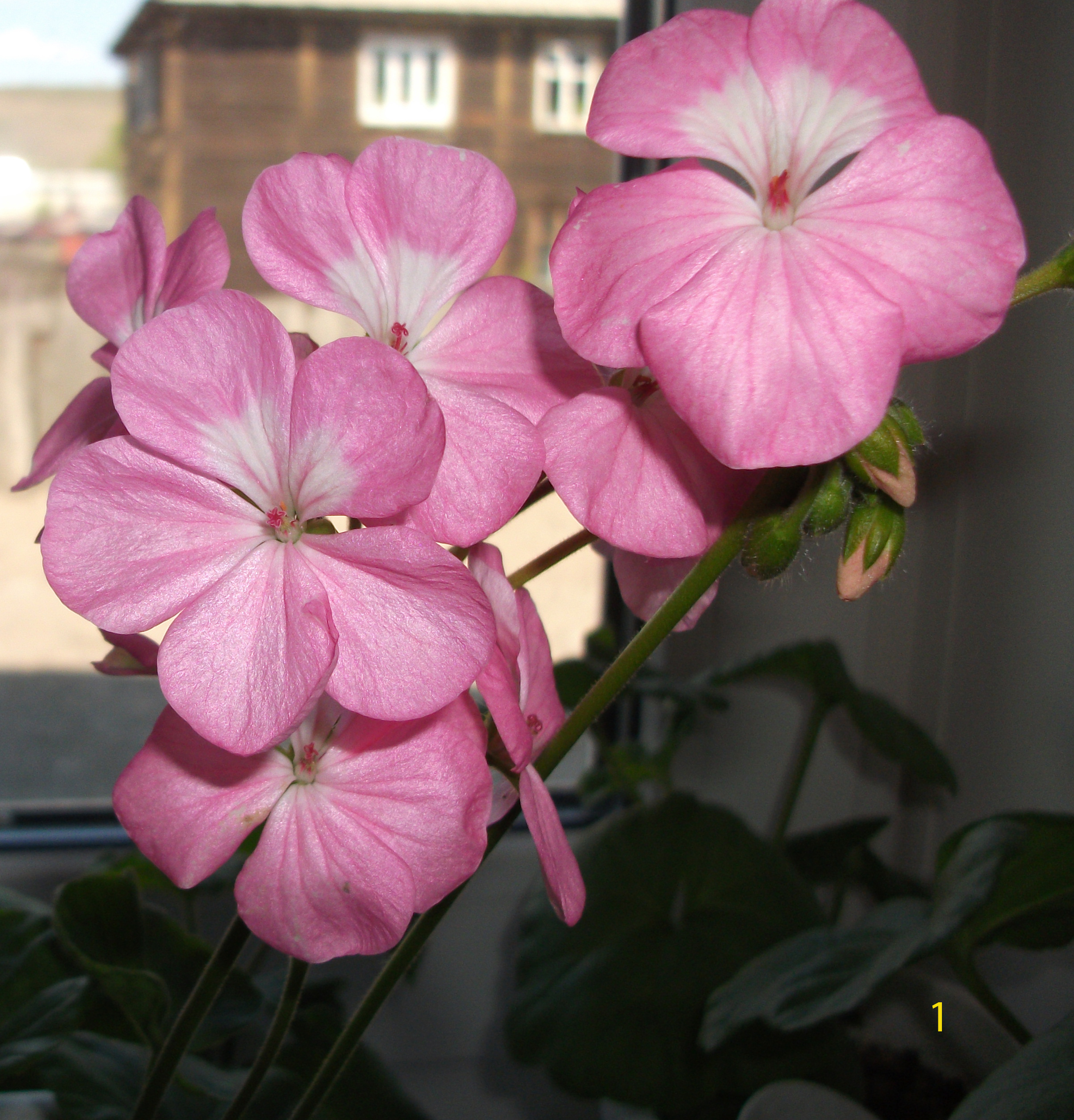 pelargoniya_prostaya_rozovaya_s_bel._tsentrom.JPG