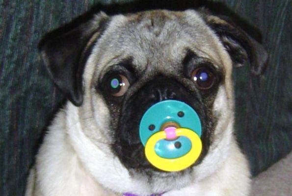 pugs-13.jpg