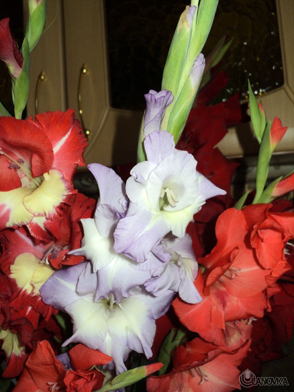gladiolus2.JPG