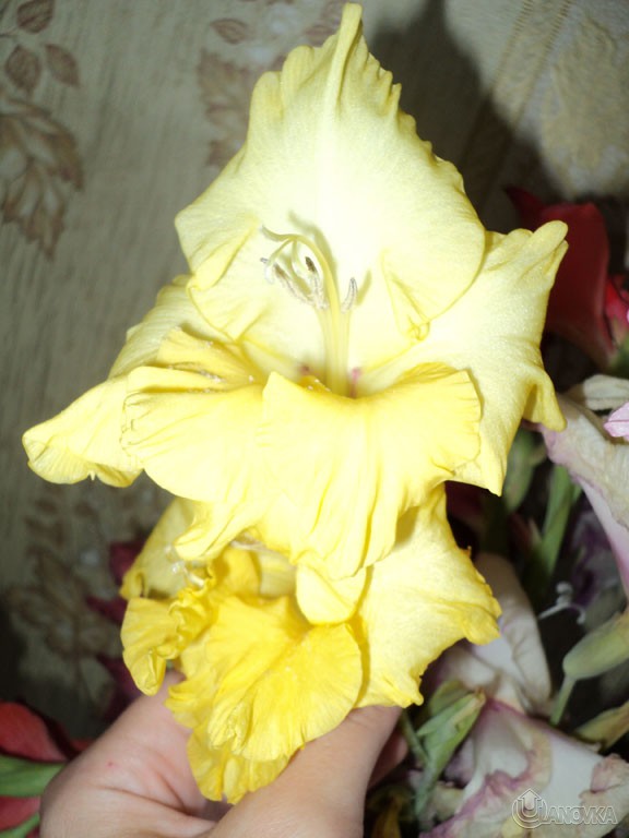 gladiolus5.JPG