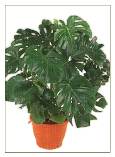 monstera.jpg