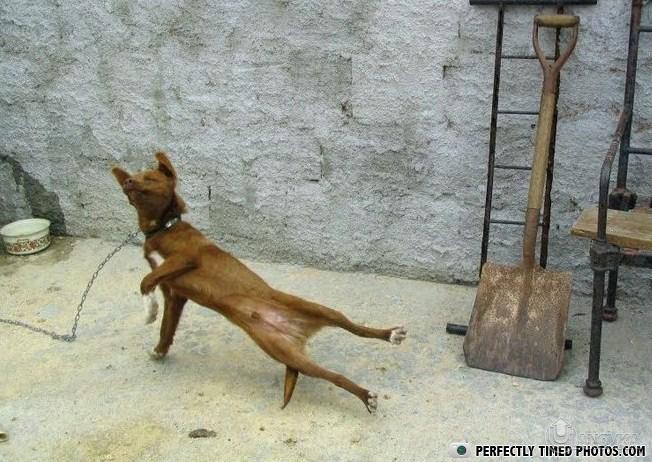 doggy-breakdance.jpg