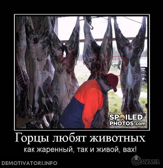 kote-demotivatory-gorcy-lyubyat-zhivotnyx-kartinka_1.jpg