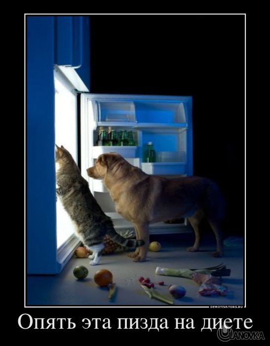 263284_opyat-eta-pizda-na-diete.jpg