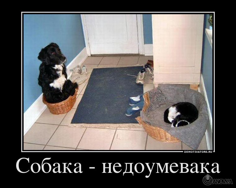 44131_sobaka-nedoumevaka.jpg