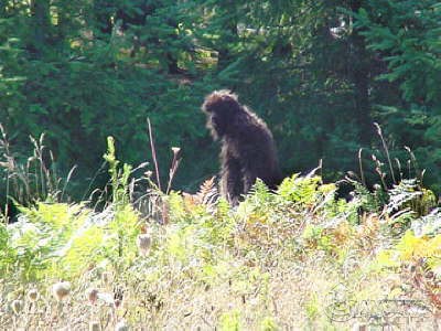 bigfoot2.jpg
