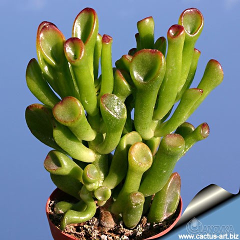 Crassula-Hobbit.jpg