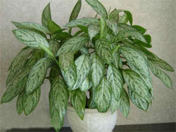 aglaonema-full.jpg